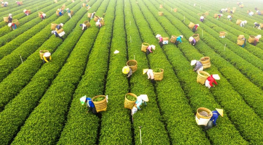 Nông dân đang thu hoạch trà.
